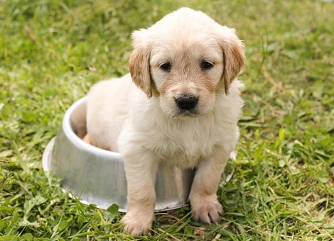 Neem een ​​bad gelijktijdig Bedelen Puppy - Dog's best choice